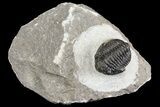 Detailed Gerastos Trilobite Fossil - Morocco #164737-1